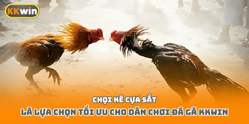 Chọi kê cựa sắt là lựa chọn tối ưu cho dân chơi đá gà kkwin